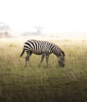 Ngorongoro Zebra